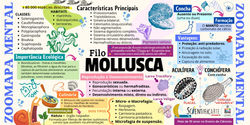 Mapa Mental Mollusca