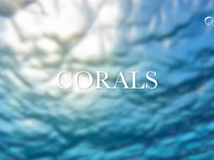 Un Mare di Marmo. Le Origini Viventi del Cristallina