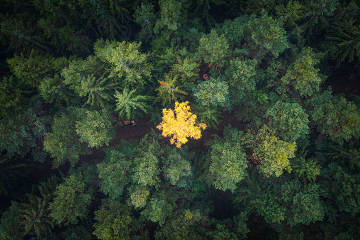Late autumn forest in Southern Bohemia.  (South Bohemia, Southern Czech Republic).