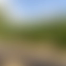 Christmas tree farms family tradition