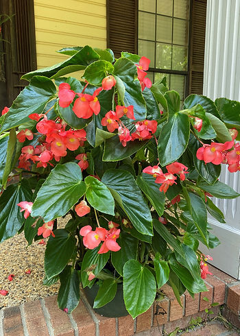 Begonia good landscape choices