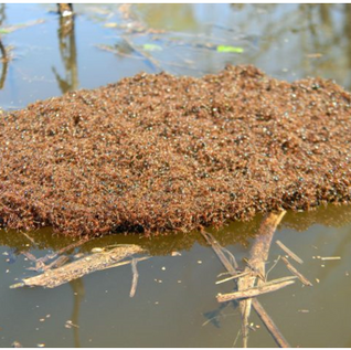 Amazing Living Creatures – Prepare to be AMAZED!