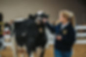 Schedule of 59th Annual Dixie National Livestock Show and Rodeo Events Taking Place Tomorrow Thursday, February 1, and Friday, February 2