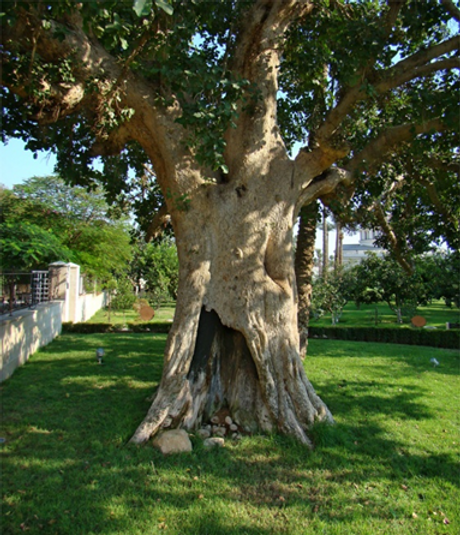 Muskidim Tree WEED KILLIN’