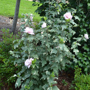 Rose of Sharon hibiscus is a pretty pass-along plant