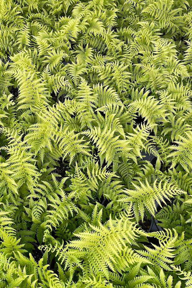Use ferns for shaded gardens