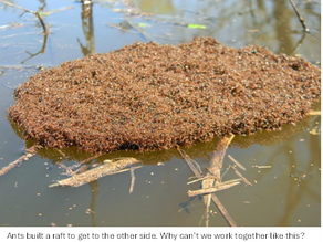 Amazing Living Creatures – Prepare to be AMAZED!