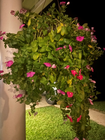 Plant #1 After