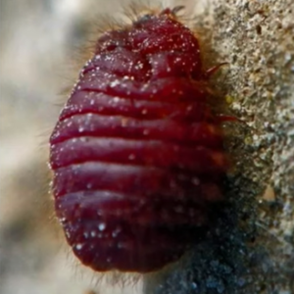 The Least of Worms is the Greatest of Worms