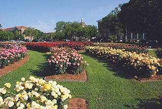 Visit Hattiesburg for world-class roses and fried chicken