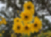 Three flowers to decorate fall