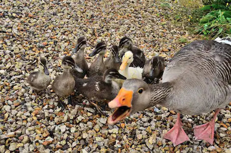 “ATTACK-MODE ANGRY MALE”