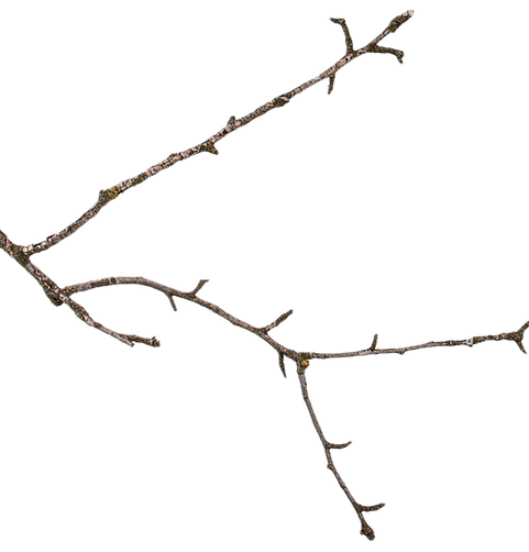 TWIG_part-of-a-dry-branch-of-a-dead-pear