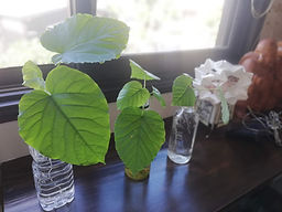 IMG_20211014_120107.jpg