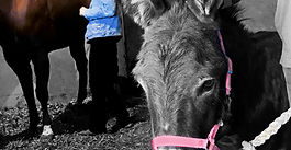 donkey story, devotional, 