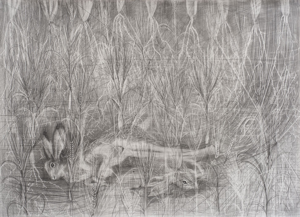 death rabbit in a wheat fild