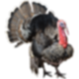 Turkey hunting regulations in St. Mary's county maryland with The Tackle Box in Lexington Park, Maryland