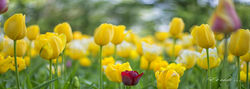 TUL 07 Tulipani di Pralormo