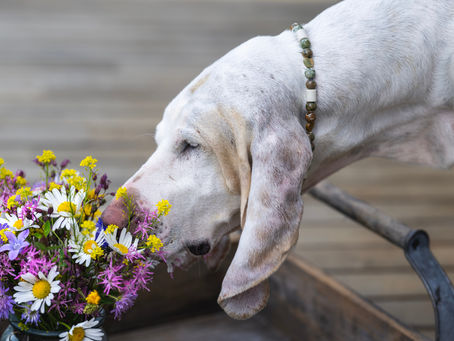 Unleash the Adventure: 10 Mind-Blowing Reasons Why a Sniff Walk is a Game-Changer for Your Furry Friend!