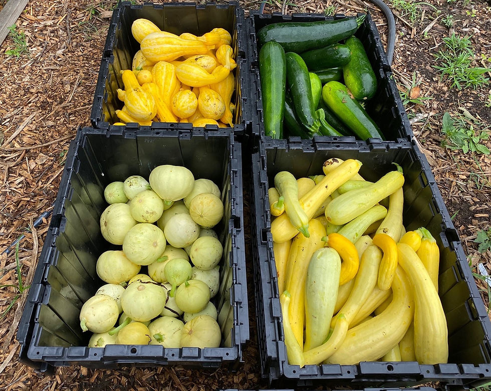 Whitfield Farm donated over 3000 pounds of vegetables in its first year to the Gemma Moran Food Pantry serving local agencies and individuals in need.