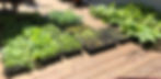 SEEDLINGS FOR 2020 GARDENS
