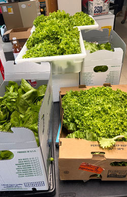 Muir Lettuce from Daily Market Farm