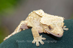 Zane Van Kosky - img_9773