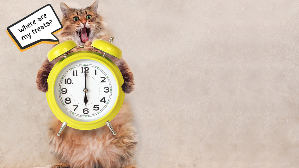 Cat hungry for treats reminder PetVitals