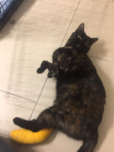 tortie4.jpg