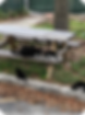 feeding stray cats