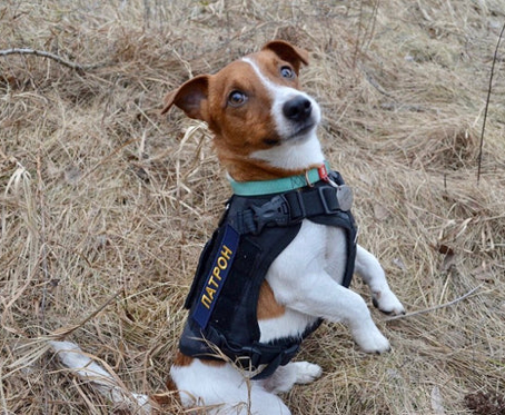 Meet Patron, the Jack Russell Terrier, sniffing out Russian mines in Ukraine