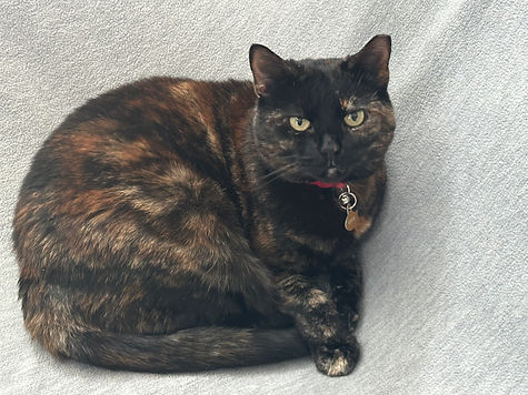 tortie2.jpg