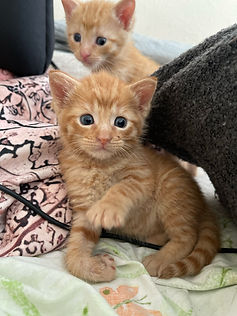 2 Orange and White Kittens rescued and rehabilitated