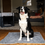 Thumbnail: Henry Wag Noodle Pet Mat
