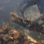 Holzstämme