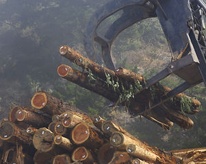 Wood Logs