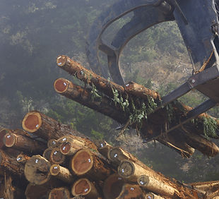 Holzstämme
