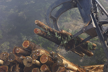 Holzstämme, welche zur Weiterverarbeitung aufgehoben werden.