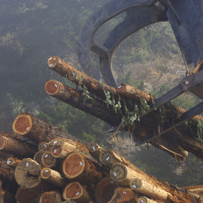 Gliders 'in greater peril' from logging changes