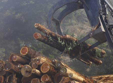 The Rise in Lumber Prices