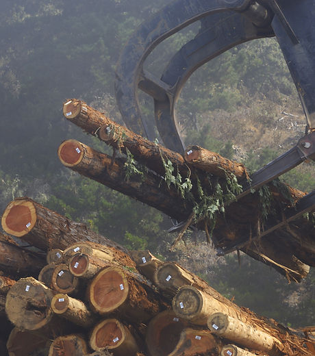 Wood Logs