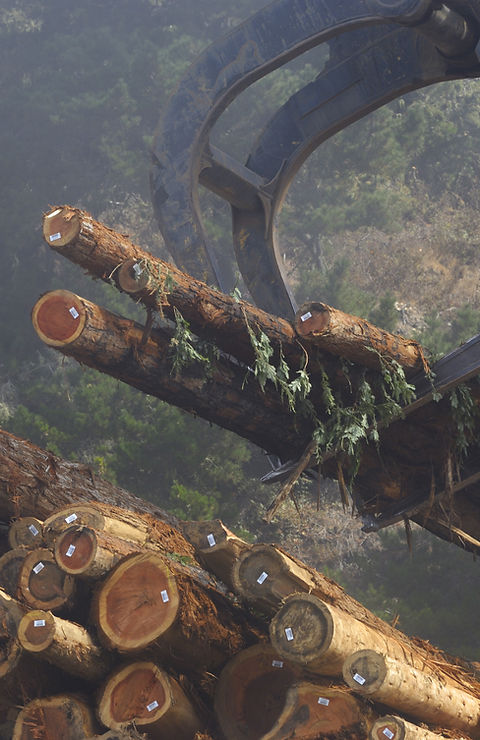 Wood Logs