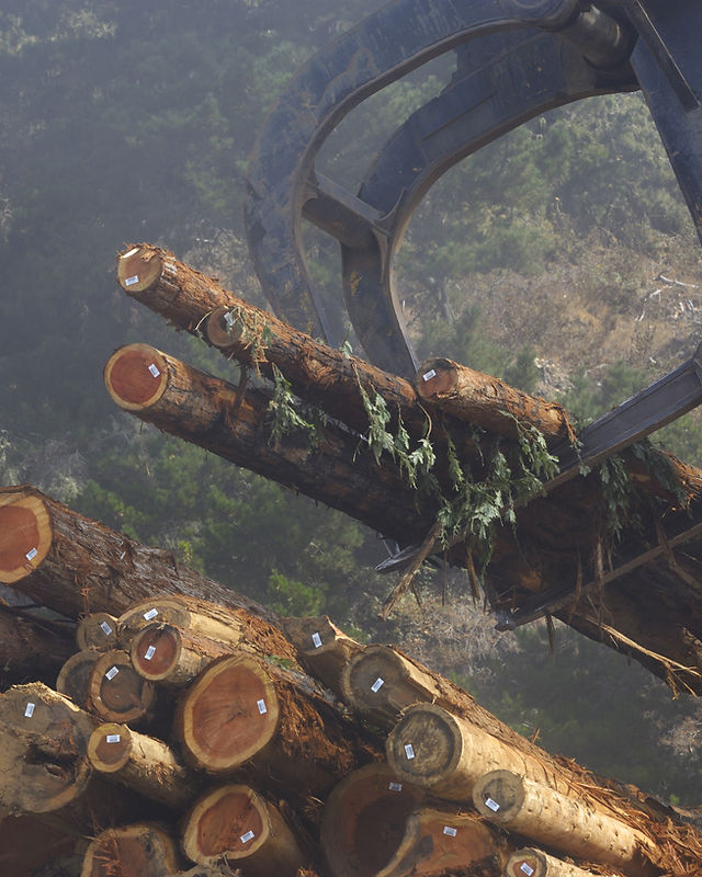 Wood Logs