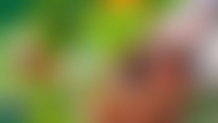 Jardinagem para iniciantes: 5 dicas para começar a cuidar de plantas