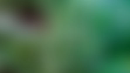 Você sabia que a mamona é tóxica? Ecojardim - Serviços de Jardinagem