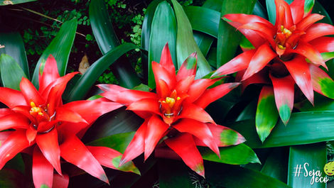 Plantas que quase não precisam de água | Ecojardim - Serviços de Jardinagem