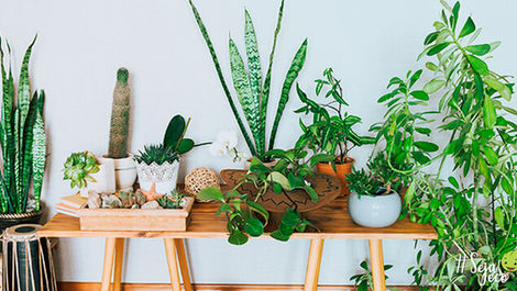 Plantas mais fáceis de cuidar para ter em casa | Ecojardim - Empresa de Jardinagem
