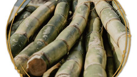 LES DIFFERENTS SPIRITUEUX A BASE DE CANNE A SUCRE