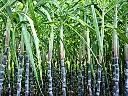 Photo d'une plantation de canne à sucre bleue