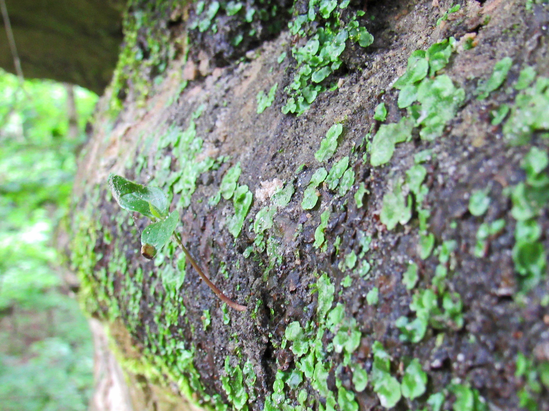 Moss Rock
